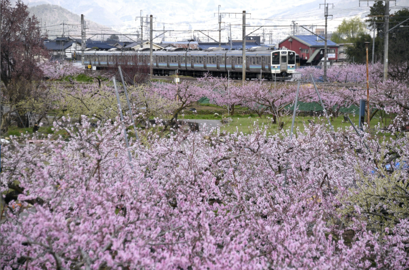 山梨を走る電車と桃の花
